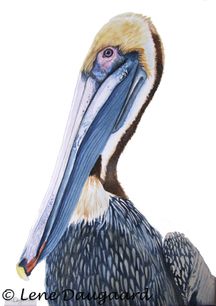 Pelikan-NHillus