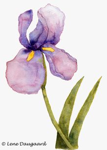 iris-blomst