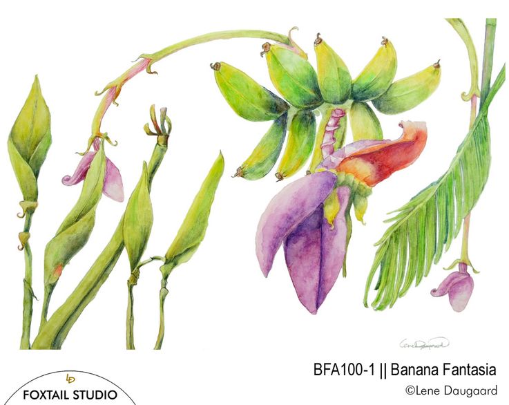 BFA100-1-BananaF