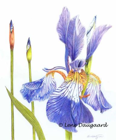 Glorious Iris