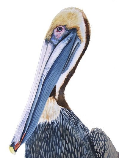 Pelikan akvarel