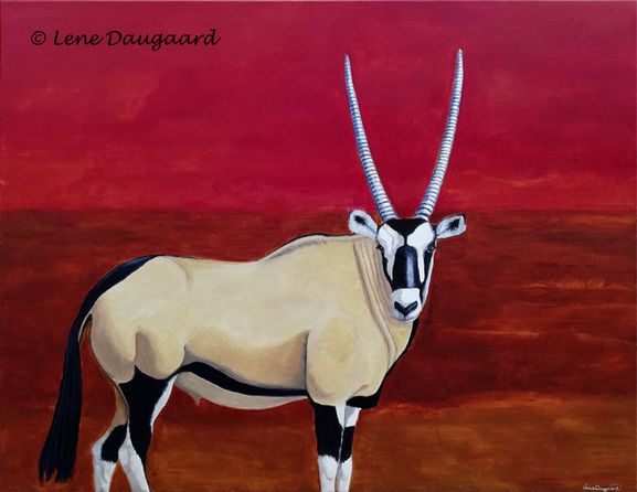 Oryx-gemsbok 