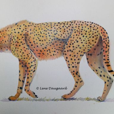 Gepard / Cheetah