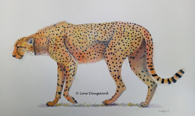 Cheetah gepard akvarel