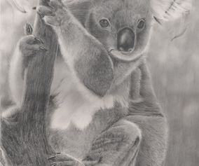 koalabear