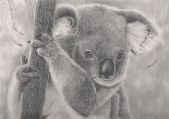 Koala blyant