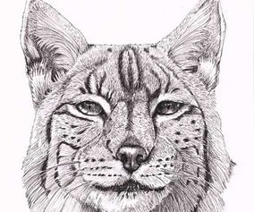 Lynx - Los