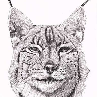 Lynx - Los